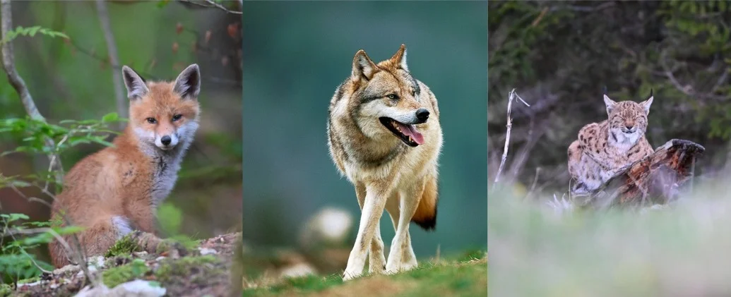 Vous avez dit « Prédateurs » ? – Toucy (La Pyramide du Loup) (affiche de l’événement)