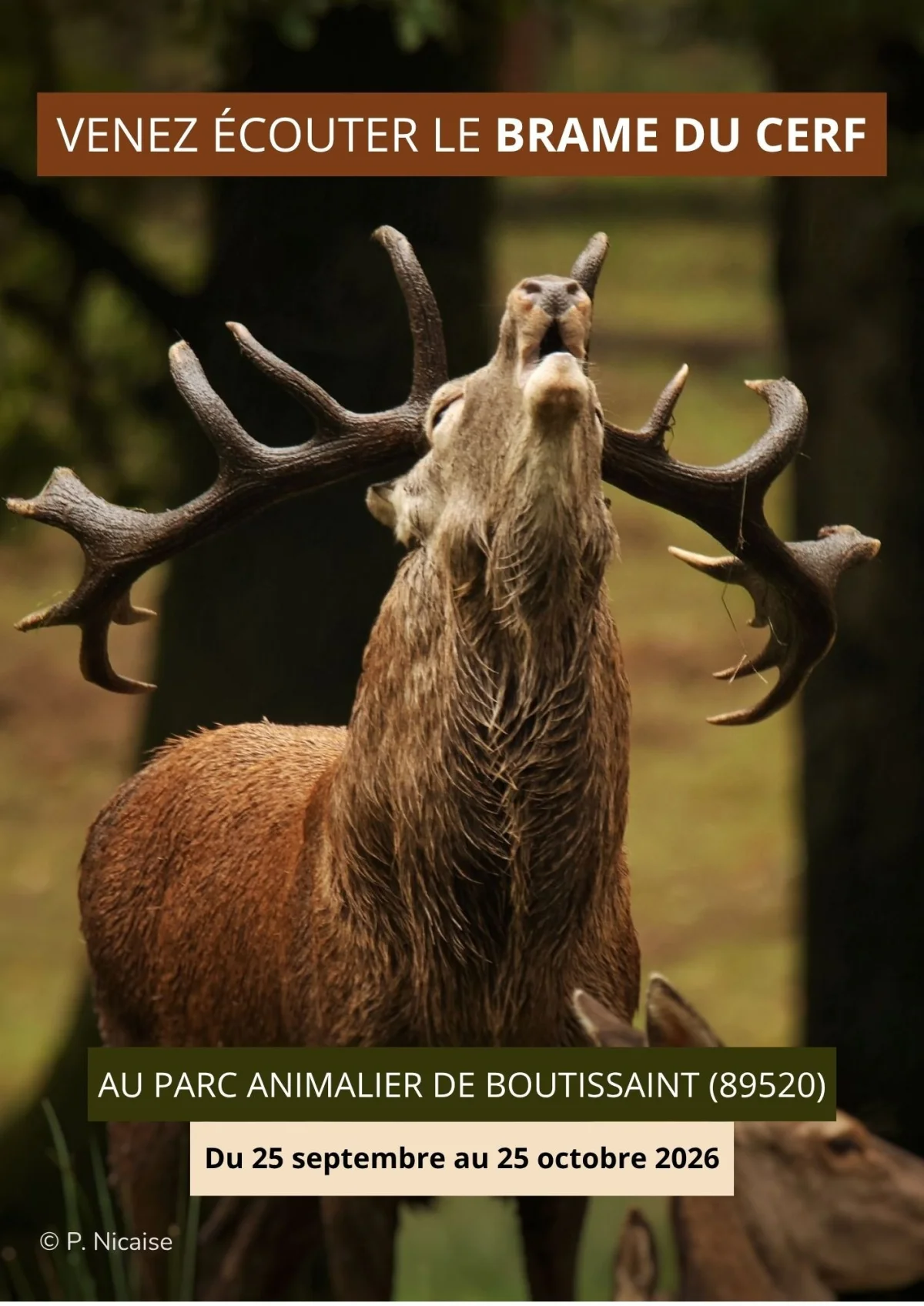 Brame du cerf 2026 - Parc de Boutissaint – Treigny Perreuse Sainte Colombe (Parc animalier de Boutissaint) (affiche de l’événement)
