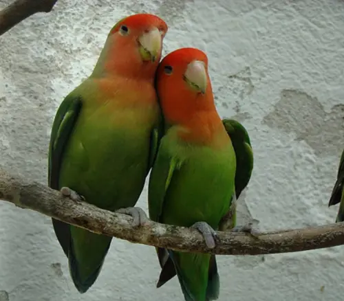 Vend couple d’inséparables  — visuel