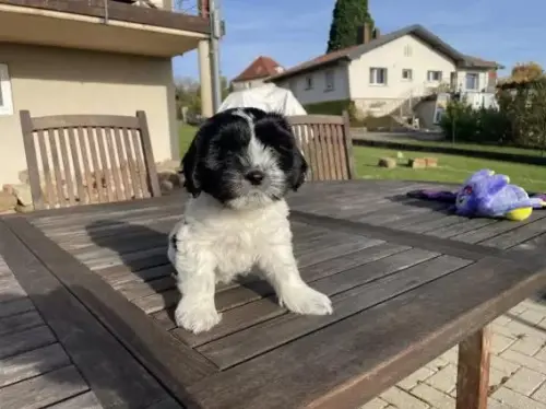 Propose Chiot Schapendoes Astra — visuel