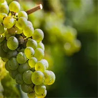 Vignoble de Chablis - Terroir viticole / Lieu de visite touristique